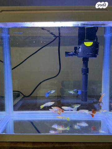 תמונת מודעה - חיות מחמד