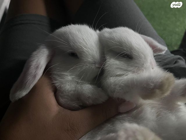 תמונת מודעה - חיות מחמד