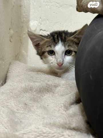 תמונת מודעה - חיות מחמד