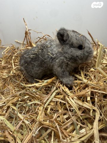 תמונת מודעה - חיות מחמד