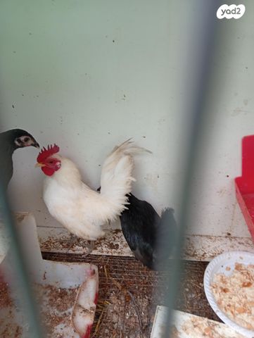 תמונת מודעה - חיות מחמד