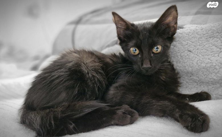 תמונת מודעה - חיות מחמד