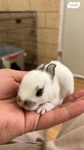 תמונת מודעה - חיות מחמד