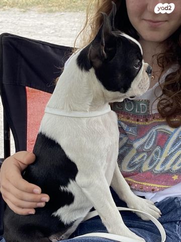 תמונת מודעה - חיות מחמד