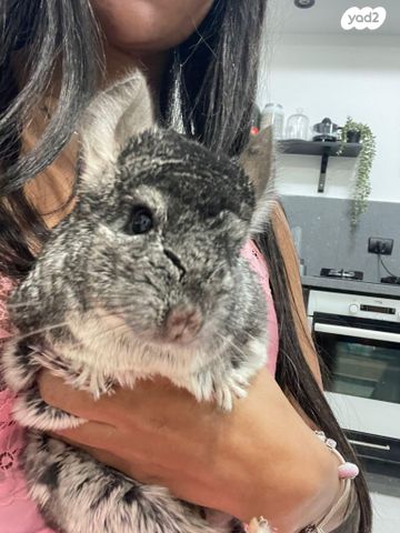 תמונת מודעה - חיות מחמד