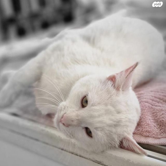 תמונת מודעה - חיות מחמד