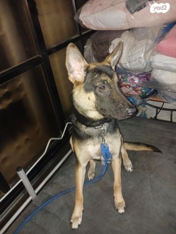 תמונת מודעה - חיות מחמד