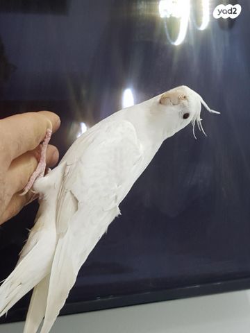 תמונת מודעה - חיות מחמד