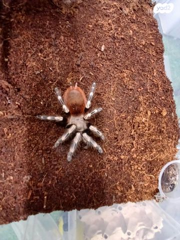 תמונת מודעה - חיות מחמד