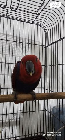 תמונת מודעה - חיות מחמד