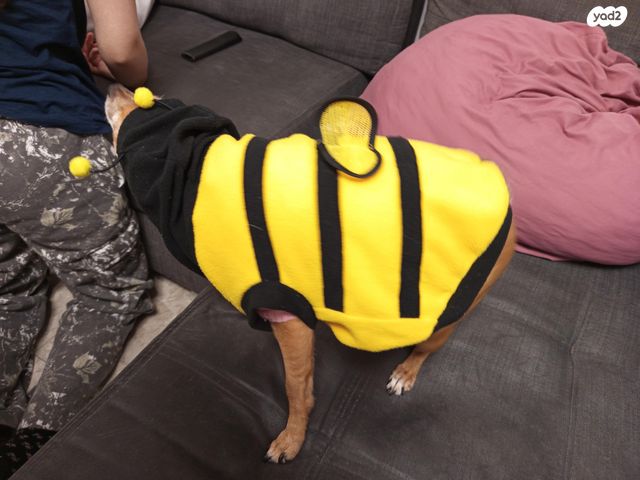 תמונת מודעה - חיות מחמד