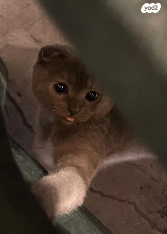 תמונת מודעה - חיות מחמד