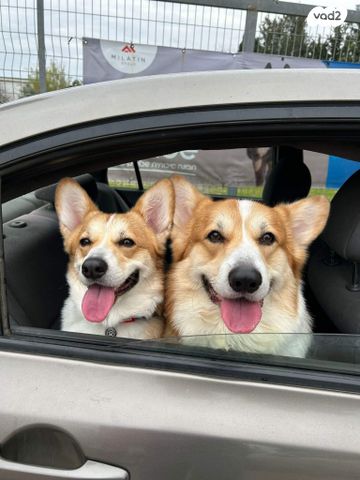 תמונת מודעה - חיות מחמד