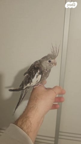 תמונת מודעה - חיות מחמד