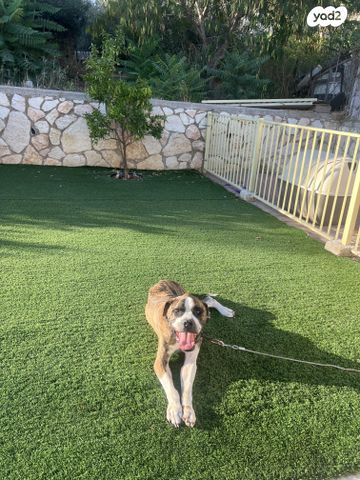 תמונת מודעה - חיות מחמד