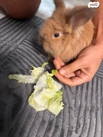 תמונת מודעה - חיות מחמד