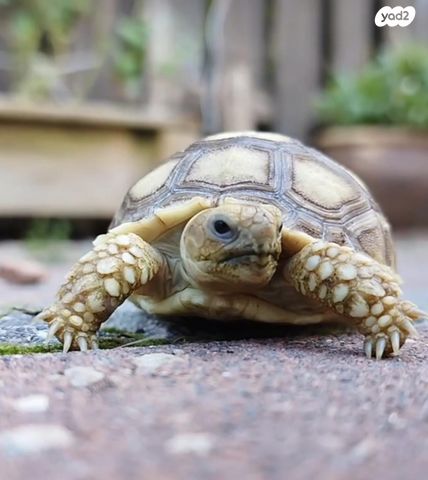 תמונת מודעה - חיות מחמד