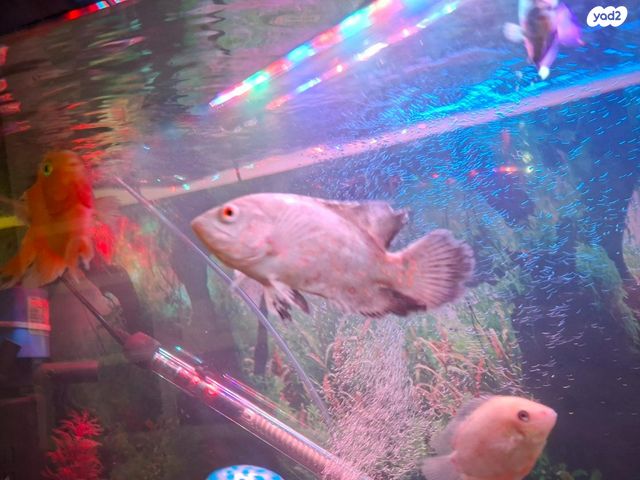 תמונת מודעה - חיות מחמד