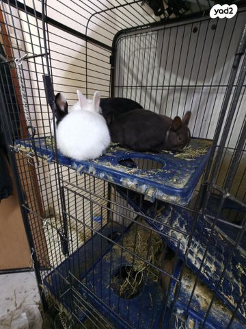 תמונת מודעה - חיות מחמד