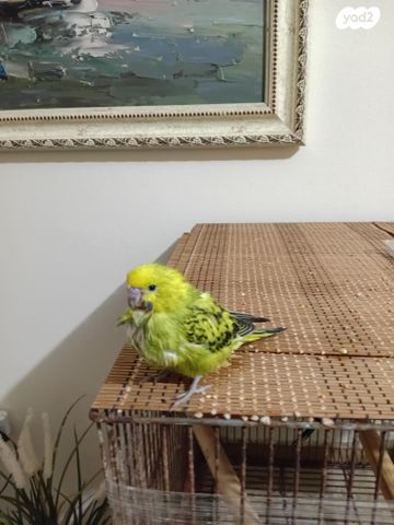 תמונת מודעה - חיות מחמד