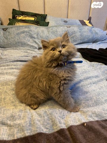 תמונת מודעה - חיות מחמד