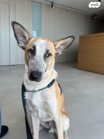 תמונת מודעה - חיות מחמד