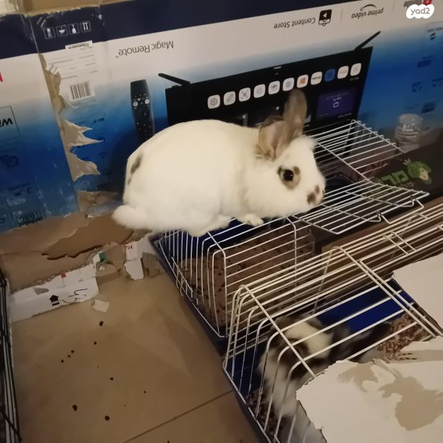 תמונת מודעה - חיות מחמד