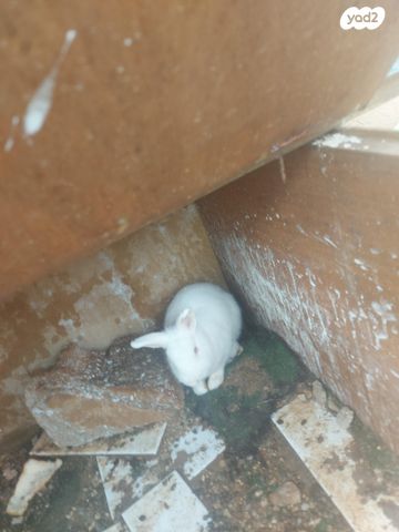 תמונת מודעה - חיות מחמד