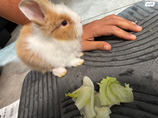 תמונת מודעה - חיות מחמד