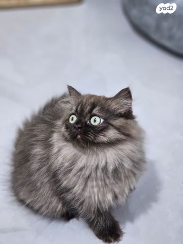 תמונת מודעה - חיות מחמד