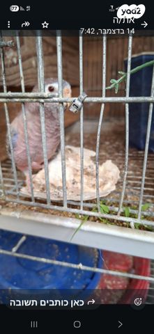 תמונת מודעה - חיות מחמד