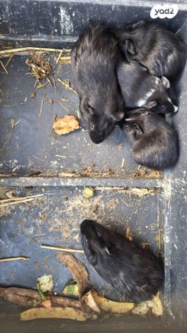 תמונת מודעה - חיות מחמד