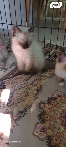 תמונת מודעה - חיות מחמד