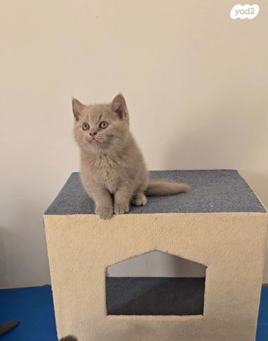 תמונת מודעה - חיות מחמד