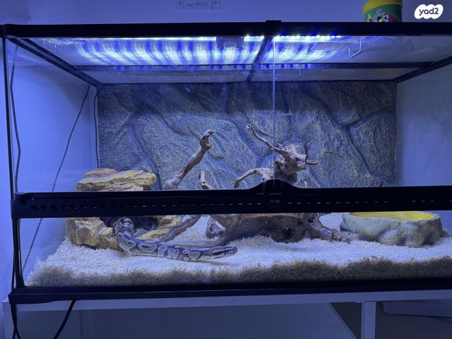 תמונת מודעה - חיות מחמד