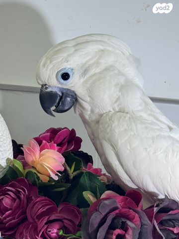 תמונת מודעה - חיות מחמד