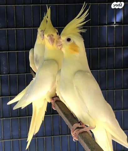 תמונת מודעה - חיות מחמד