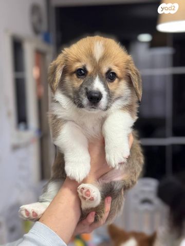 כלב וולש קורגי