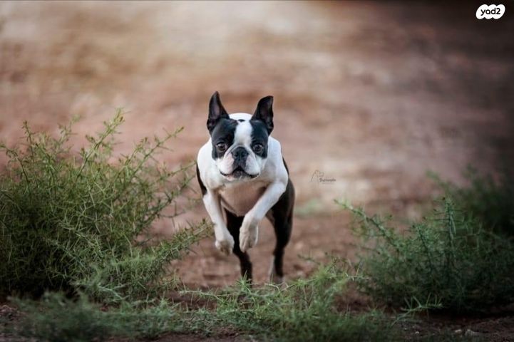 כלב בוסטון טרייר