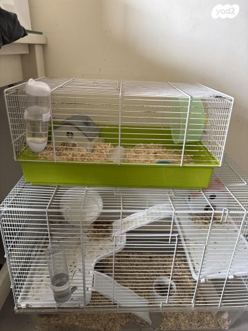 תמונת מודעה - חיות מחמד