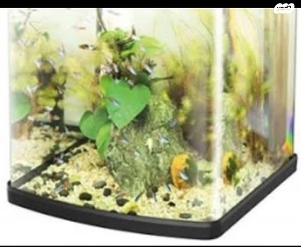 תמונת מודעה - חיות מחמד