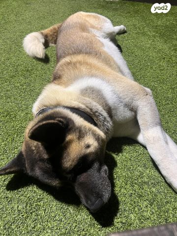 כלב אקיטה אמריקאי