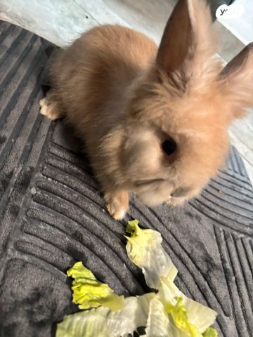 מכרסם ארנב אנגורה