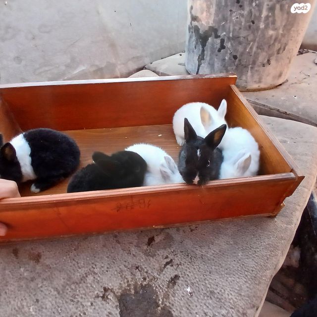 תמונת מודעה - חיות מחמד