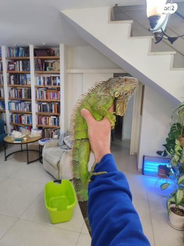 תמונת מודעה - חיות מחמד