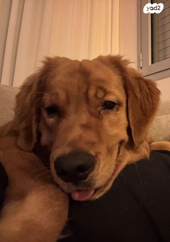 תמונת מודעה - חיות מחמד