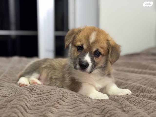 כלב וולש קורגי