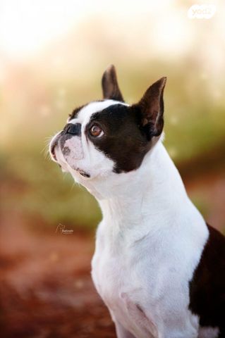 כלב בוסטון טרייר