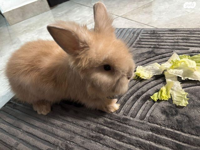 מכרסם ארנב אנגורה