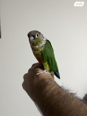 תוכי קוקוטייל